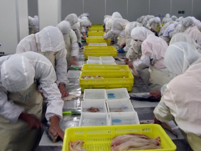 Mỹ đẩy mạnh sản xuất cá minh thái lột da với nhu cầu toàn cầu tăng