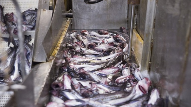 Các nhà sản xuất cá minh thái hướng sang thị trường châu Âu