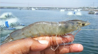 Ấn Độ trì hoãn thả nuôi do giá tôm thấp