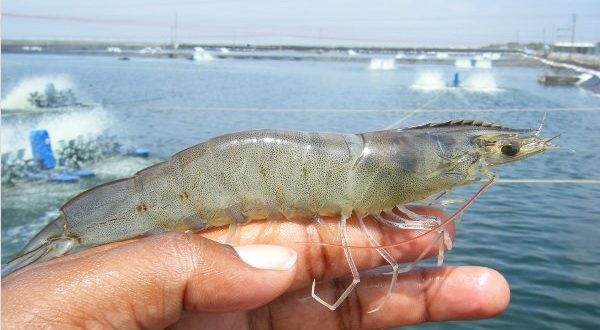 Ấn Độ: Sản lượng tôm chân trắng dự kiến đạt 710.000 tấn trong năm tài chính 2019-2020  