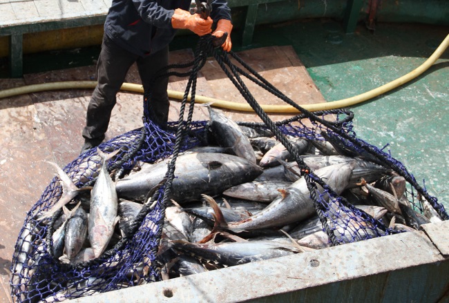 Giá cá ngừ vằn Bangkok giảm xuống dưới mức 1.000 USD/tấn