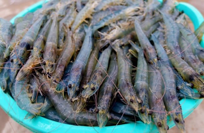 Hiệu quả vượt trội từ quy trình nuôi tôm siêu thâm canh 3 giai đoạn ứng dụng công nghệ cao