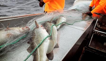 Doanh số xuất khẩu cá tuyết tươi Na Uy tăng trong tháng 10/2019