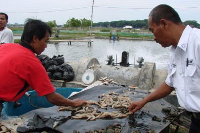 Indonesia: Sản lượng tôm dự kiến tăng 10%