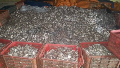 Cơ sở chế biến hải sản "chui" bị buộc ngưng hoạt động