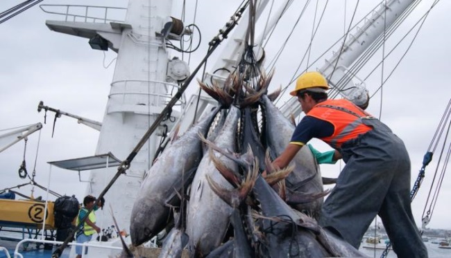 Quốc hội Ecuador thông Luật thủy sản mới 