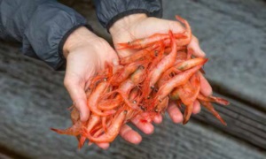 Doanh số tôm nước lạnh tăng trong dịp Giáng sinh