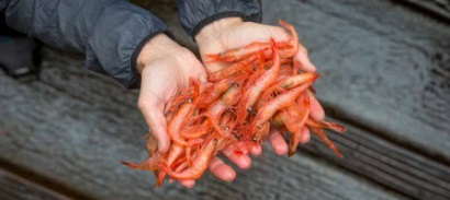 Nga đề xuất tăng sản lượng khai thác tôm tại biển Barents năm 2019 