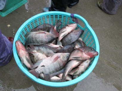 Trung Quốc: Tiền tệ giảm làm xuất khẩu cá rô phi tạm ngưng