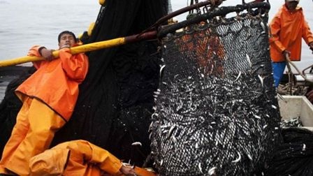 Peru tăng hạn ngạch khai thác cá cơm vụ thứ hai 