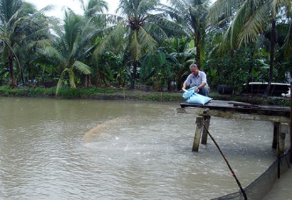 Cá tra giống tăng hơn 200 đồng/con