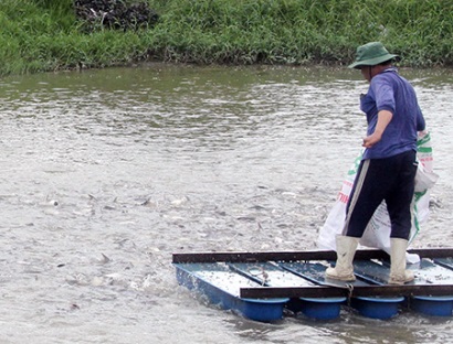 Giá cá tra lên mức 35.000 đồng/kg