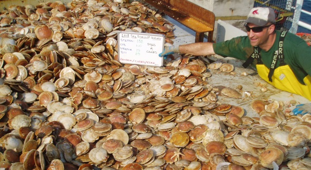 Mỹ: Sản lượng và giá sò điệp tăng trong 3 tháng đầu vụ khai thác năm 2020