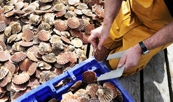 Mỹ: Nhập khẩu sò điệp trong tháng 8/2020 giảm