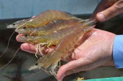 Ecuador: Xuất khẩu tôm sang EU ổn định