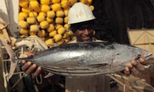 Manta: Giá cá ngừ vằn giảm mạnh do nhu cầu tiêu thụ thấp