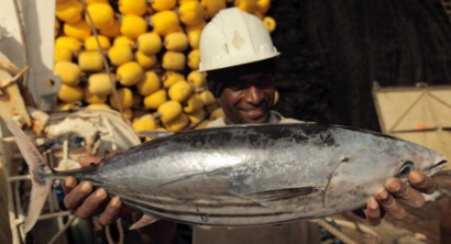 Thái Lan: Giá cá ngừ vằn vẫn duy trì ở 1.000 USD/tấn