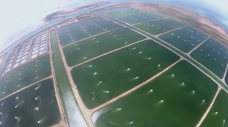 Ả Rập Xêút: Sản lượng tôm dự kiến đạt 200.000 tấn năm 2025