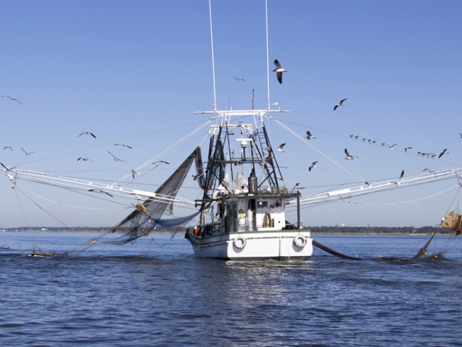 Sản lượng khai thác tôm tại Vịnh Mexico đạt mức thấp kỷ lục