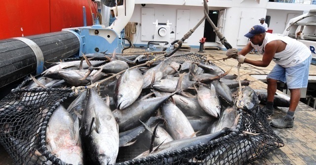 Nhập khẩu cá ngừ vây vàng của Thái Lan tiếp tục giảm