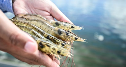 Ecuador tăng xuất khẩu tôm sang Trung Quốc 