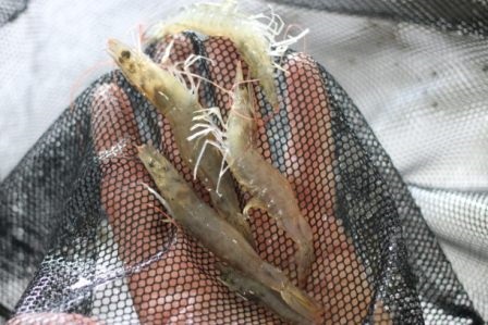 Omarsa: Lệnh cấm của Trung Quốc đe dọa tăng trưởng ngành tôm Ecuador 