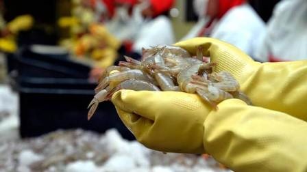 Ecuador: Giá tôm tăng do lệnh cấm từ Trung Quốc 