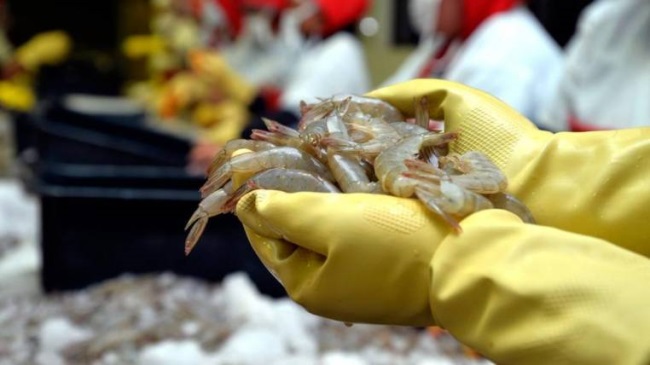 Ecuador: Xuất khẩu tôm giảm 13% trong tháng 3/2020