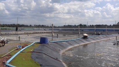 Giá tôm Ấn Độ, Thái Lan tăng