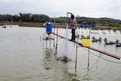 CP Foods giảm giá thức ăn nuôi tôm để hỗ trợ người nuôi