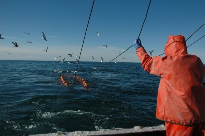 WWF kêu gọi sử dụng thiết bị thoát rùa trong lưới đánh bắt tôm	