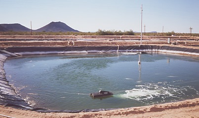 Ấn Độ: Sản lượng tôm năm nay có thể giảm 5% do lũ lụt