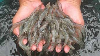 GSMC: Sản lượng tôm thế giới dự kiến tăng năm 2019