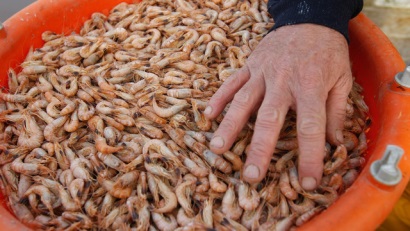 Texas (Mỹ): Sản lượng thu hoạch tôm giảm 20-25%