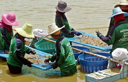 Thái Lan: Sản lượng tôm dự kiến tăng