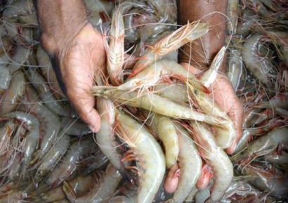 Ấn Độ: Xuất khẩu thủy sản tăng nhờ tôm 