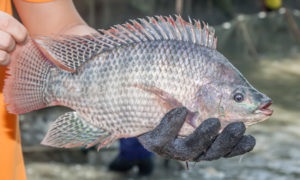 Trung Quốc: Một công ty ngừng ngừng sản xuất cá rô phi vì thuế của Mỹ