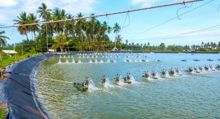 MPEDA: Sản lượng tôm Ấn Độ thực chất tăng trong năm 2019