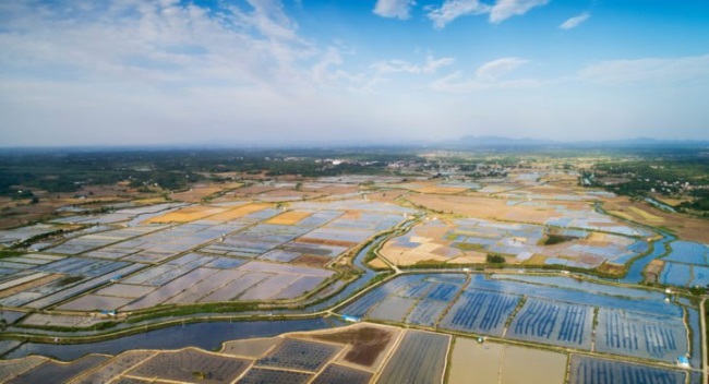 Trung Quốc: Bùng phát virus lạ làm chết tôm 