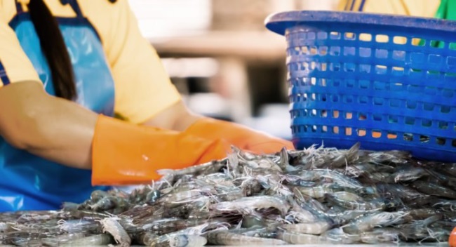 Ecuador đang dần khôi phục xuất khẩu tôm sang Trung Quốc 