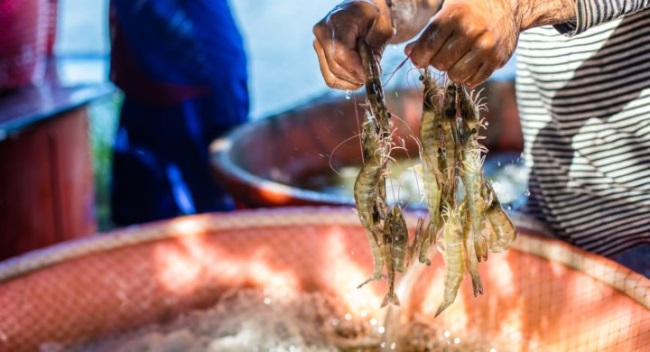 Ấn Độ: Giá tôm chân trắng ổn định trong tuần thứ 3 của tháng 11/2020