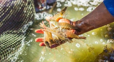 GOAL: Sản lượng tôm thế giới vượt 5 triệu tấn năm 2020