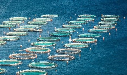 Khu vực châu Á - Thái Bình Dương tăng cường quản trị nuôi trồng thủy sản