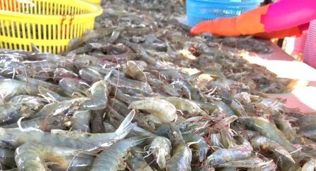 Ấn Độ cấm đăng ký các nhà máy bột cá, dầu cá mới