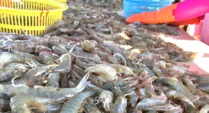 Ấn Độ giảm xuất khẩu tôm sang EU