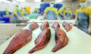 Nhiều công ty thủy sản Trung Quốc niêm yết thua lỗ