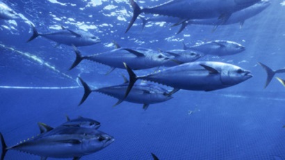 Giá cá ngừ vằn tại Bangkok tiếp tục tăng