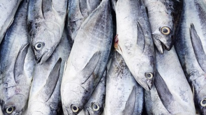 Giá cá ngừ vằn Bangkok chạm đáy