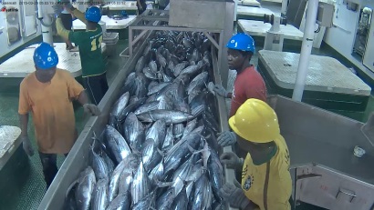 Giá cá ngừ vằn giảm do lượng tồn kho cao