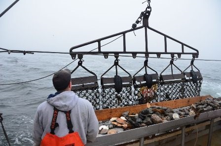 Mỹ: Nhu cầu nhập khẩu sò điệp tăng